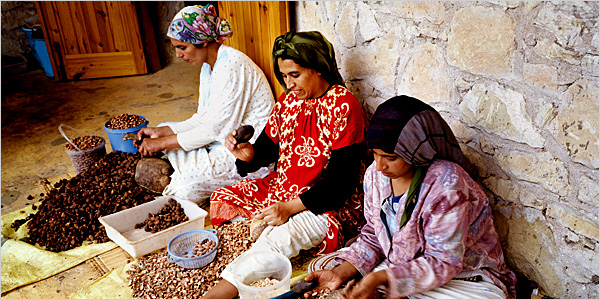 Moroccon Women harvesting Agran.jpg